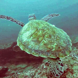 Snorkeling | Jungle Beach