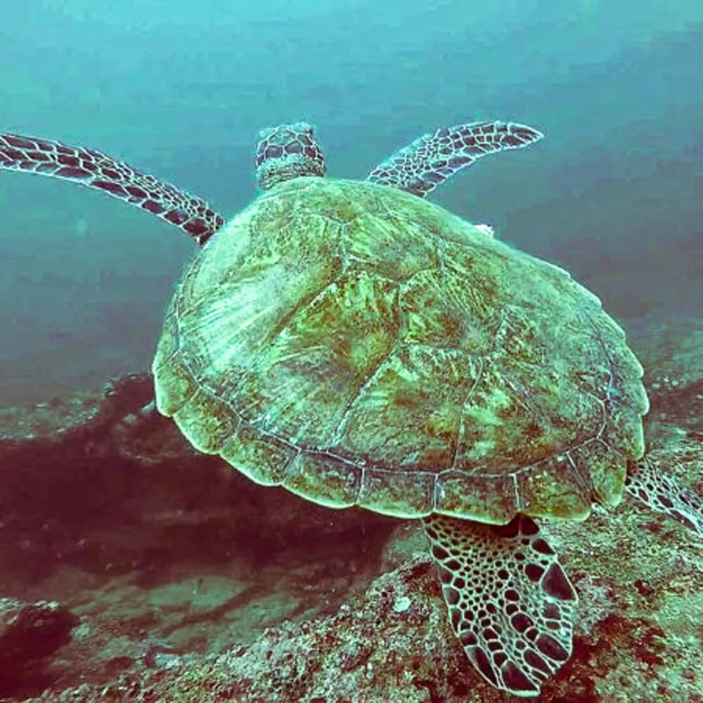 Snorkeling | Jungle Beach