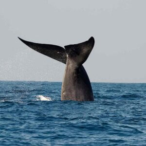 whale watching sri lanka