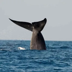 whale watching sri lanka