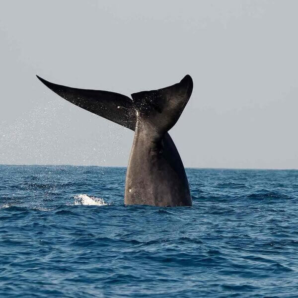 whale watching sri lanka
