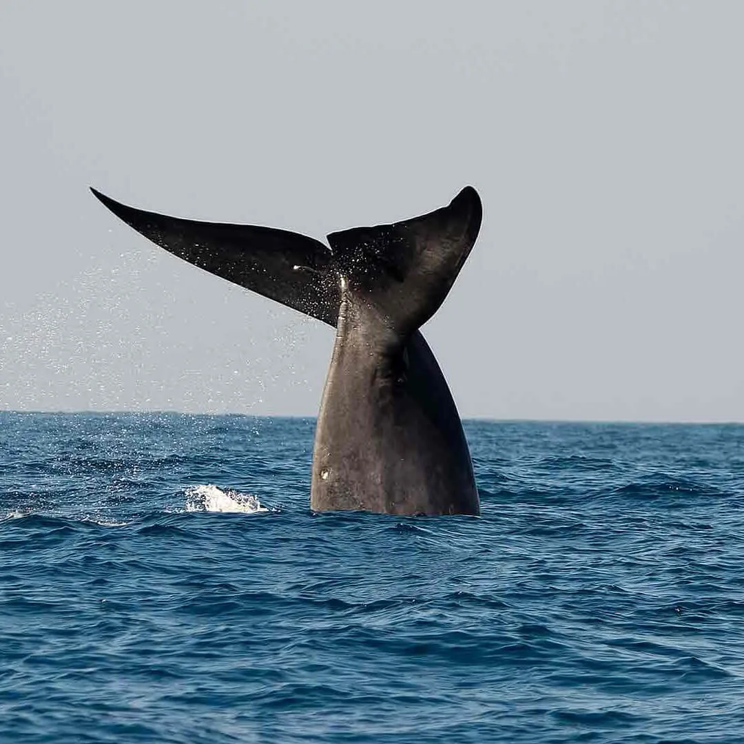 whale watching sri lanka