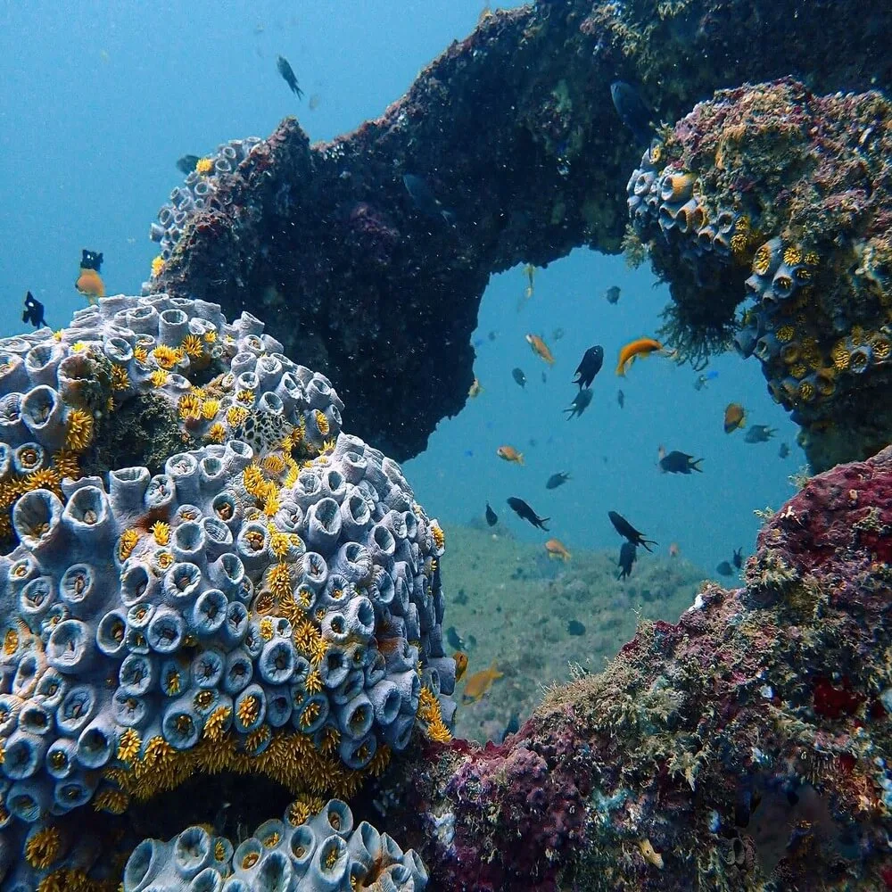 Discover Sri Lanka as a volunteer at Sun Diving Centre, Sri Lanka
