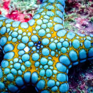 20 Boat Dive Package
