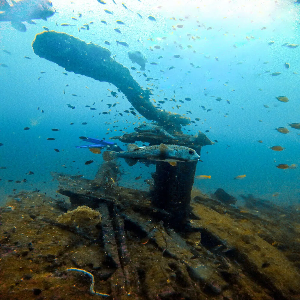Discover Scuba Diving | 1 Dive - Image 3