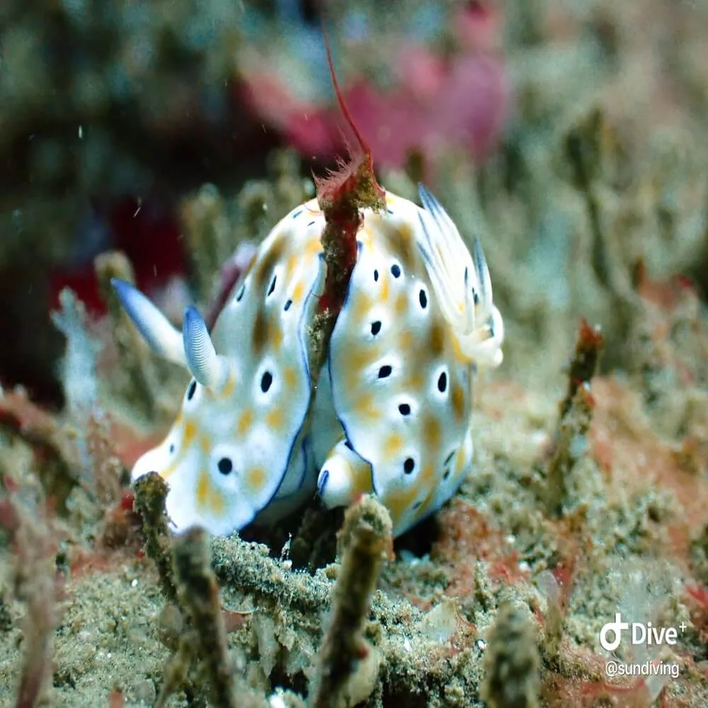 Discover Scuba Diving | 1 Dive - Image 2