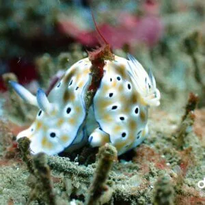 10 Boat Dive Package
