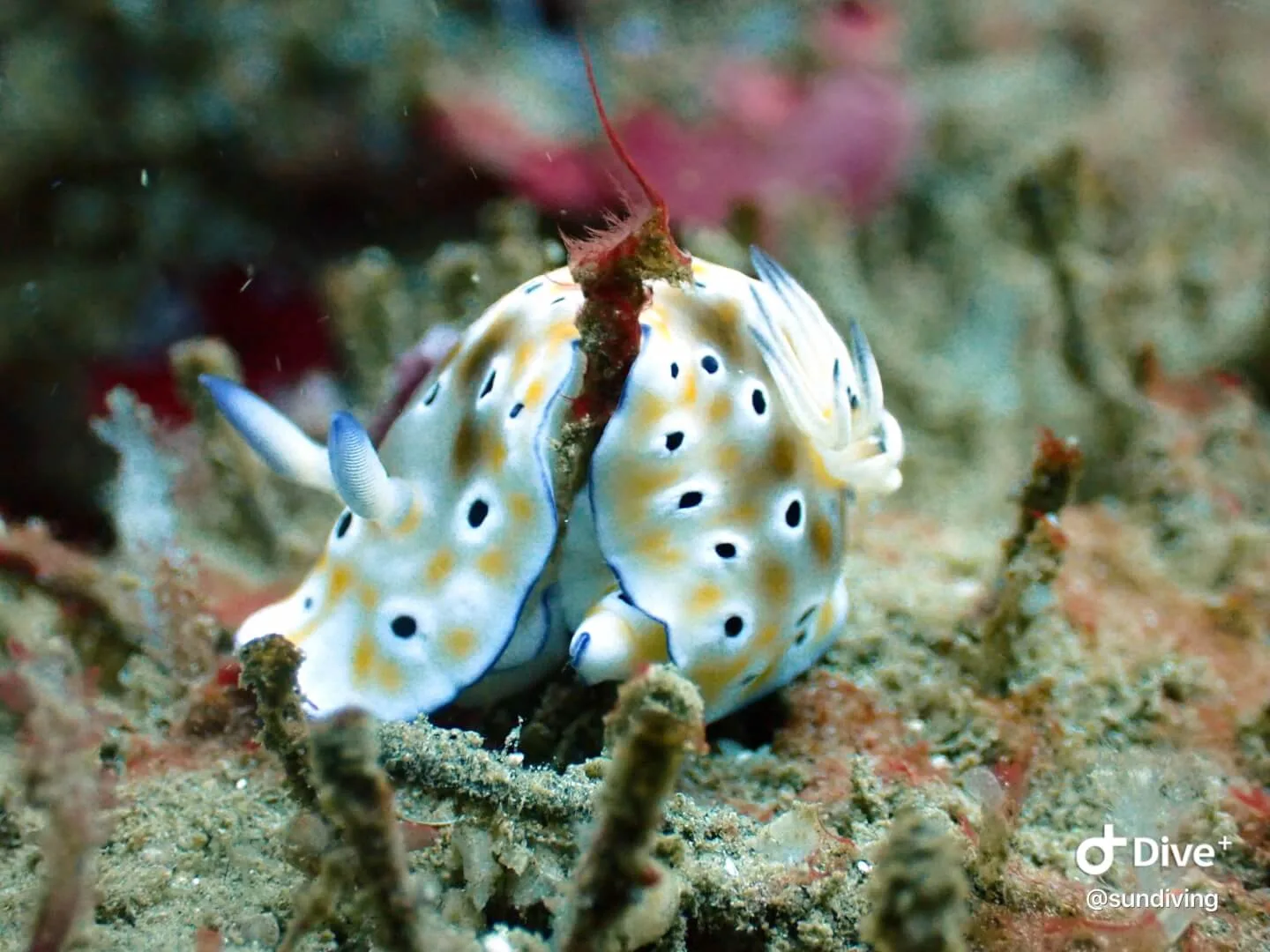 10 Boat Dive Package