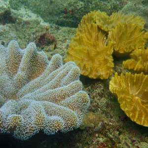 5 Boat Dive Package