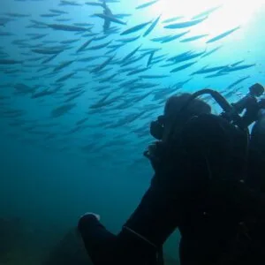 Night Dive