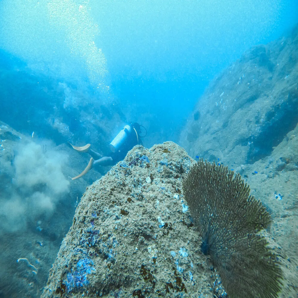 Deep Diver Course