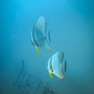Snorkeling | Rock Island