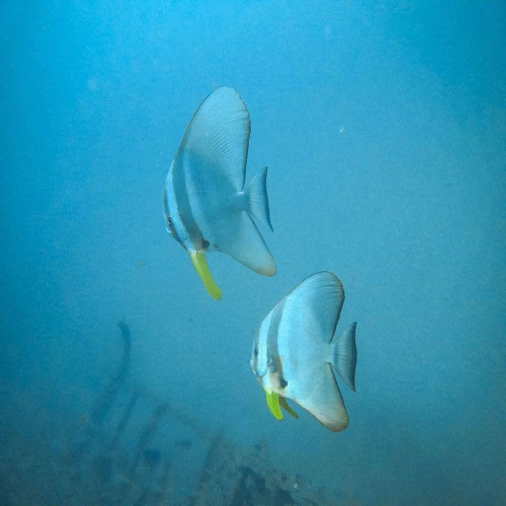 Snorkeling | Rock Island