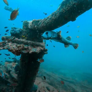 Enriched Air (Nitrox) Diver Course | PADI