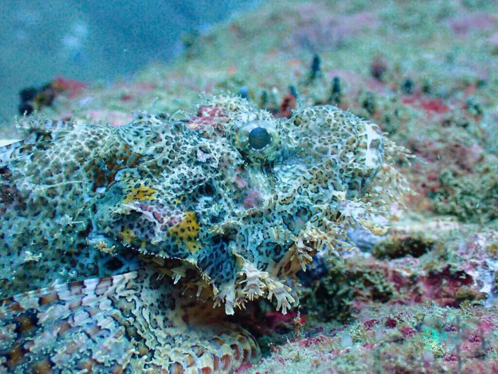 dive sites in sri lanka