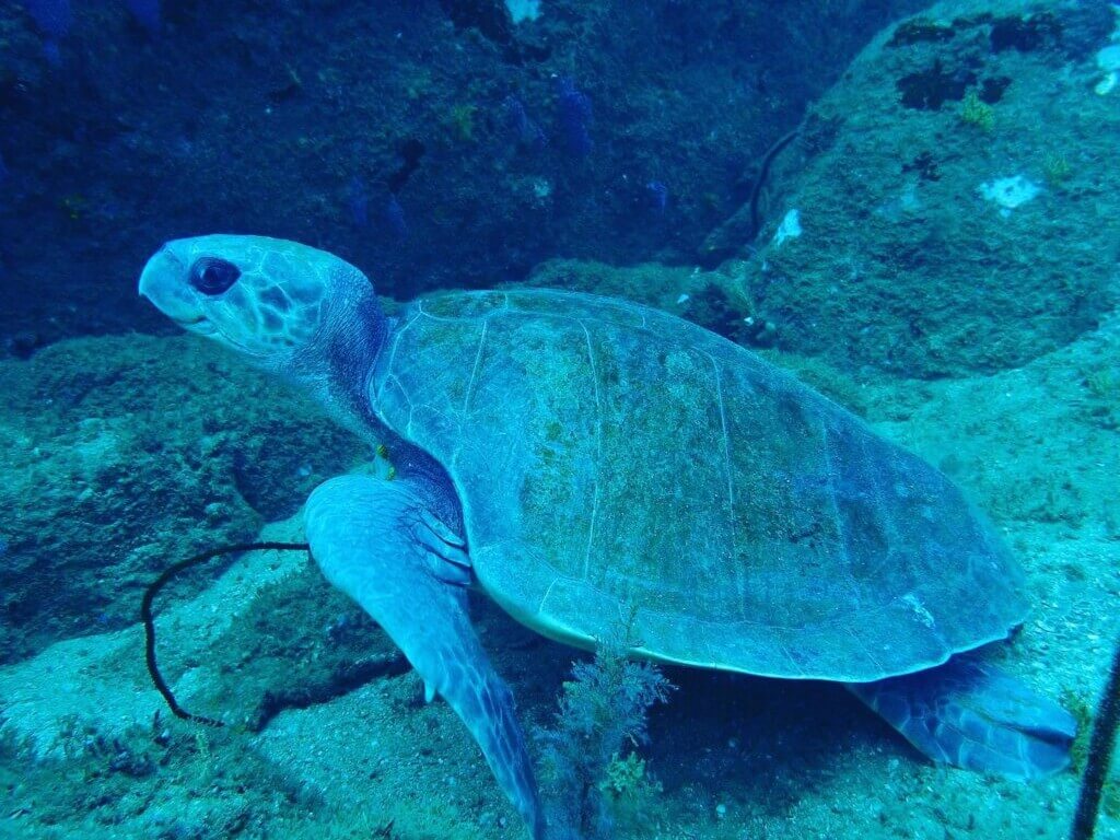 dive sites in sri lanka