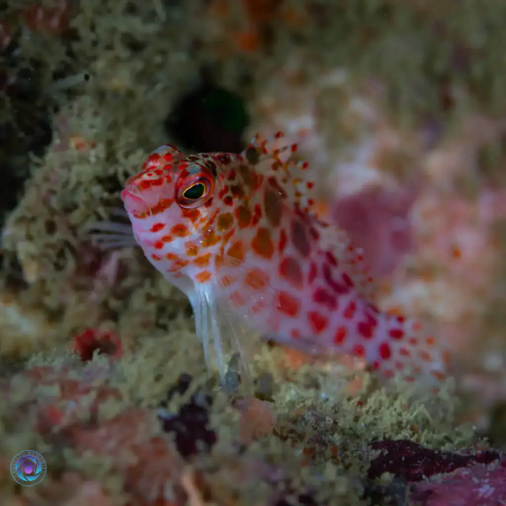 Dive in Sri Lanka