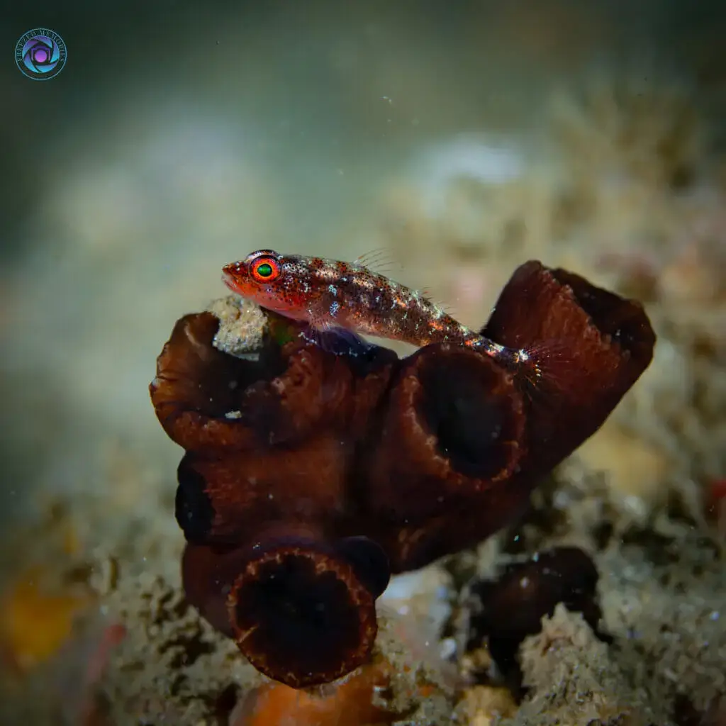 Dive in Sri Lanka